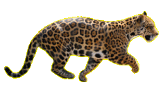 jaguar