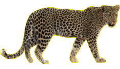 leopard