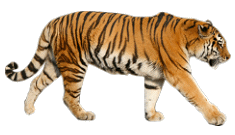 tiger